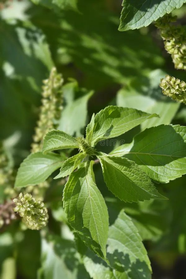 Ocimum gratissimum